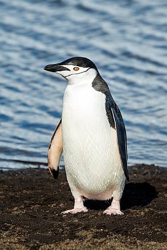 The Penguin